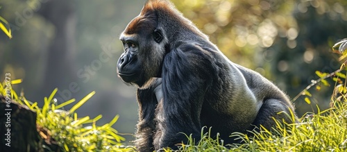 Profile view of a male Gorilla gorilla standing on grass. photo