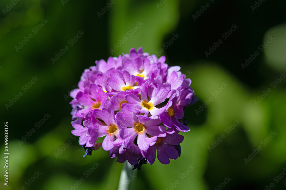 Pink-coloured flower species growing on the banks of streams in the Black Sea mountains in Turkey. Primula auriculata L.