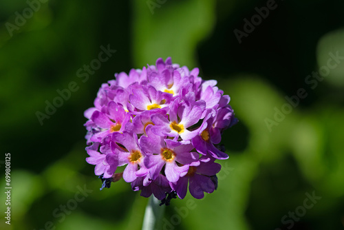 Pink-coloured flower species growing on the banks of streams in the Black Sea mountains in Turkey. Primula auriculata L.