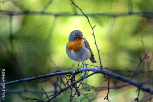 Melodía aladas: Un petirrojo posa entre la exquisita naturaleza de los Jardines del Capricho en Madrid photo