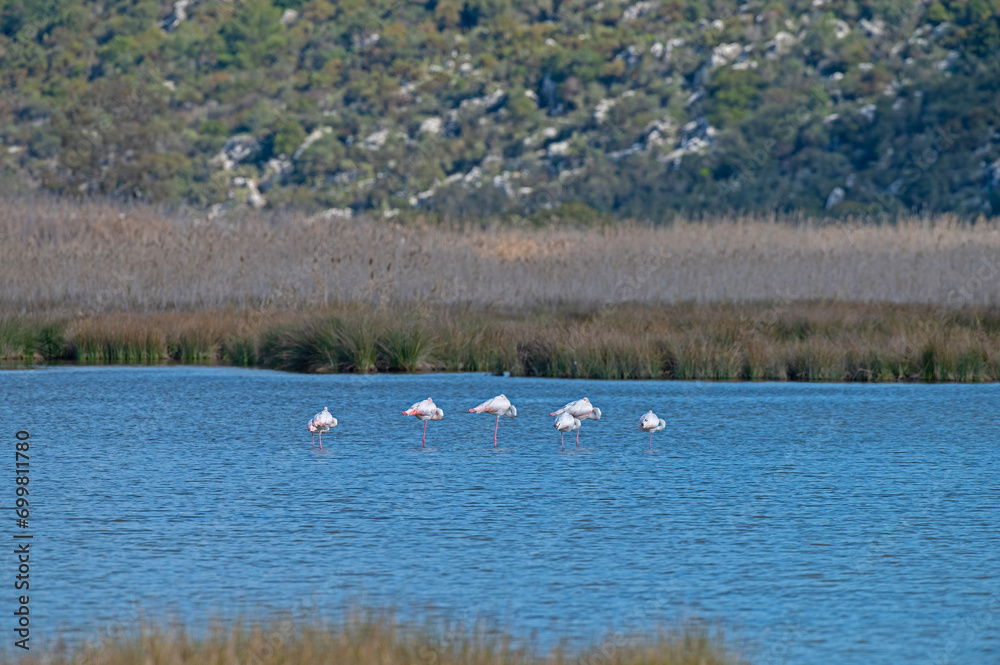 Flamingos sleeping in the water at Demre Bird Sanctuary in Turkey. Flamingos sleeping in the water at Demre Bird Sanctuary in Turkey.