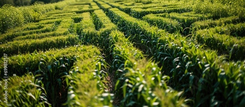 Easily navigable corn maze.