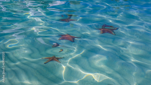 Tableau sur toile Starfish submerged in the shallow blue turquoise waters of the Caribbean Starfis