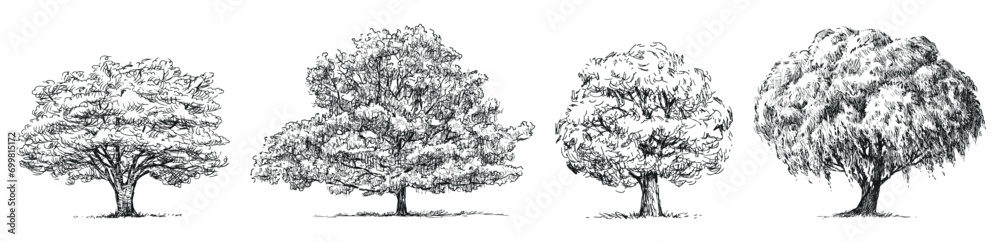 Fototapeta premium Hand drawn illustration of silhouettes four different deciduous trees willow, oak, maple, linden with lush foliage in summer