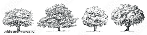Hand drawn illustration of silhouettes four different deciduous trees willow, oak, maple, linden with lush foliage in summer photo