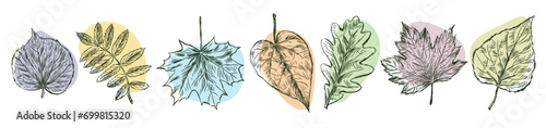 Set of sketches leaves different deciduous trees, vector hand drawn illustration isolated on white