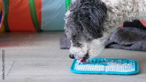 cute dog using lick mat for eating food slowly. snack mat, licking mat for cats and dogs photo