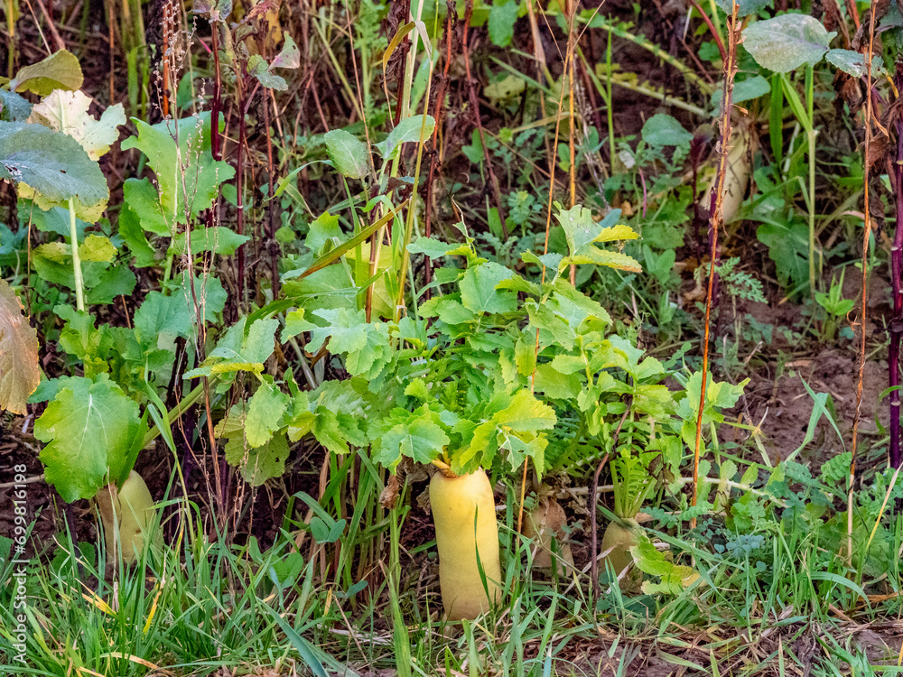 Fototapeta premium Steckrüben im Feld