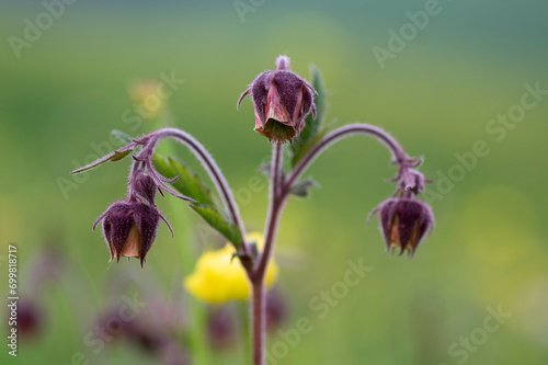 Geum rivale water avens wild flowering plant, purple red and yellow flowers in bloom photo