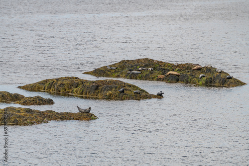 Grey Seals resting on a rocky islands in Loch Sunart from the Garbh Eilean Wildlife Viewing hide photo