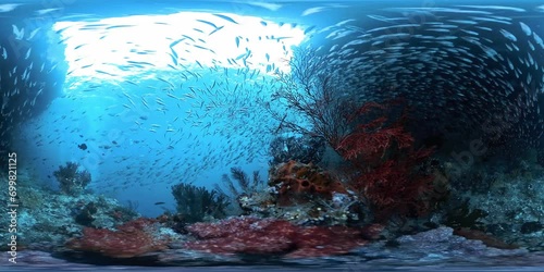 Spherical VR 360 degrees footage of the the coral reef with lots of fish