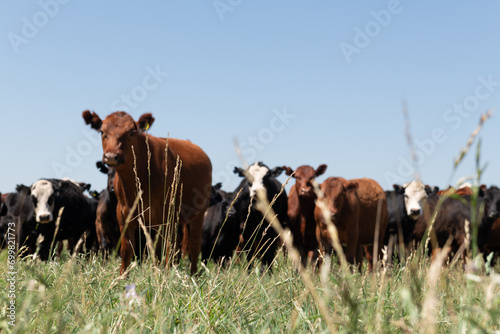 Herd of cows out of focus