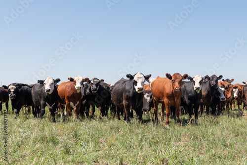 Herd of cows