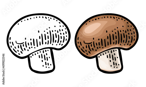 Champignon. Vintage color vector engraving illustration on white