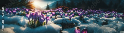 Crocuses yellow grow in the garden under the snow on a spring sunny day. banner © Евгений Гончаров