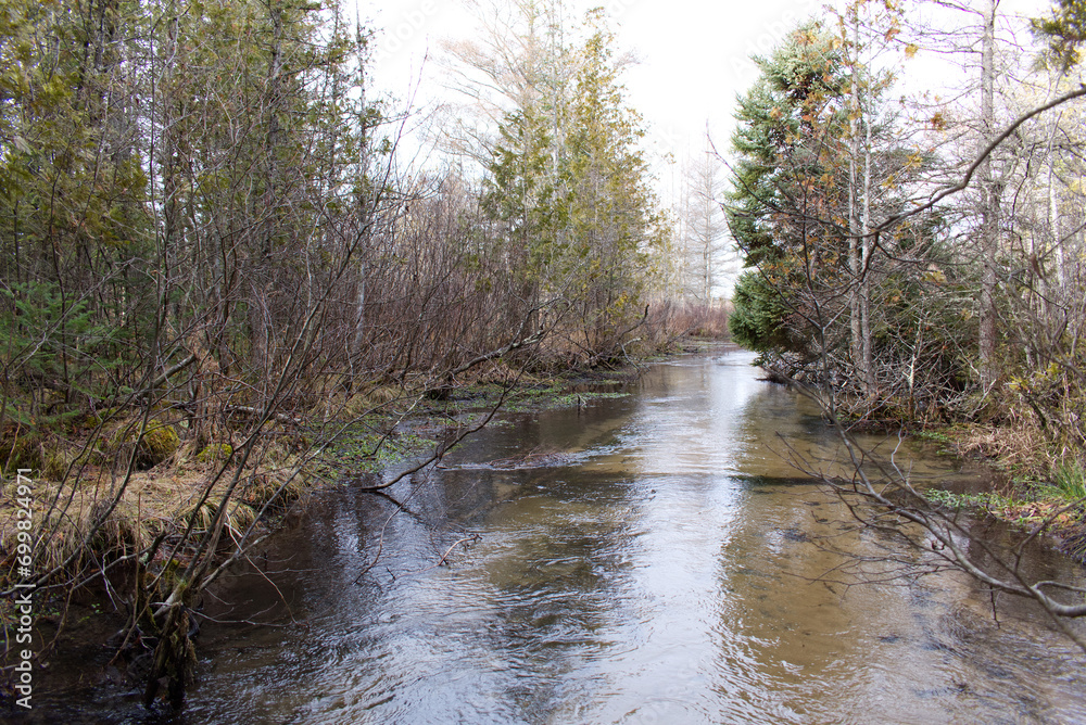 Cedar Forest Stream