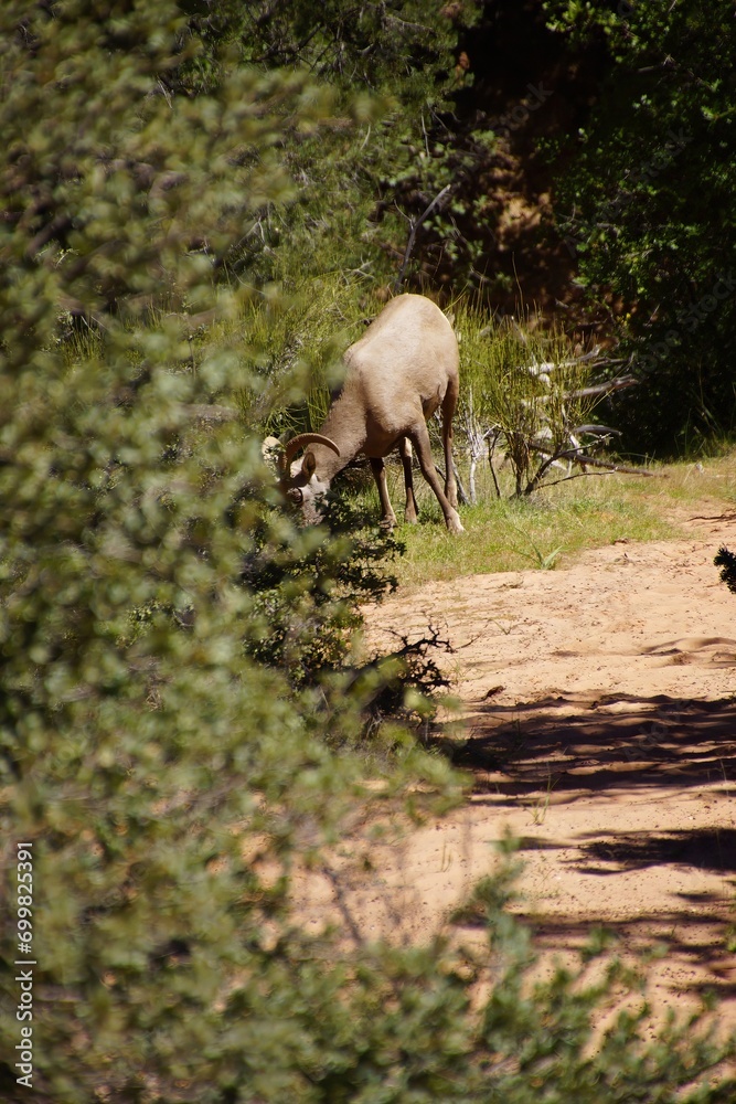 Rocky Mountain sheep ( Ovis canadensis ) grazing Rocky Mountain sheep ( Ovis canadensis ) grazing