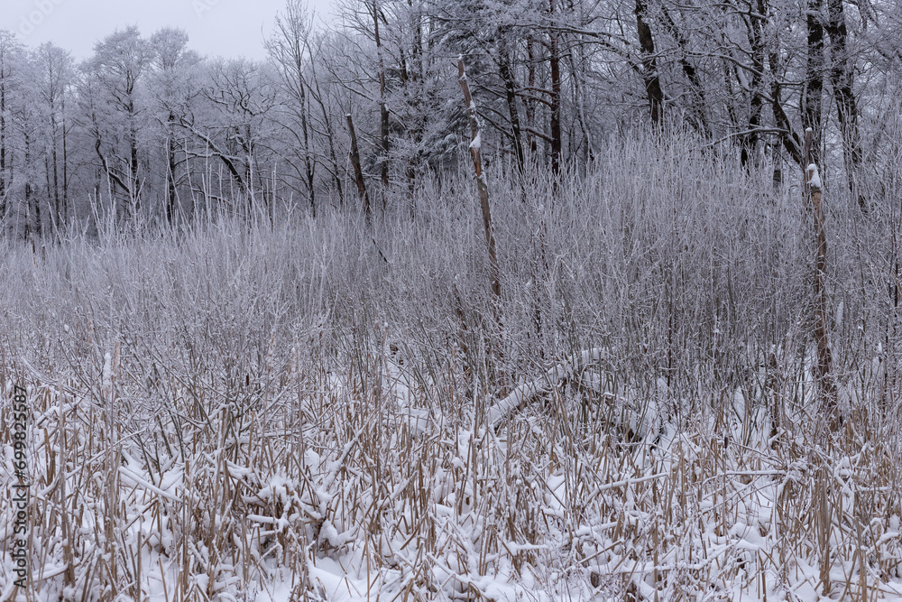 snow covered tree branches during winter snow covered tree branches during winter