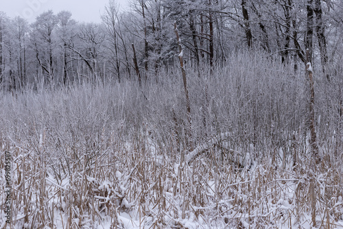 Wallpaper Mural snow covered tree branches during winter Torontodigital.ca