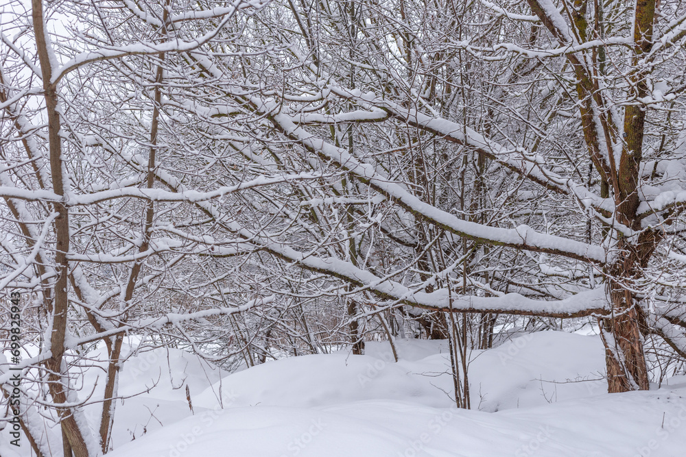 snow covered tree branches during winter snow covered tree branches during winter