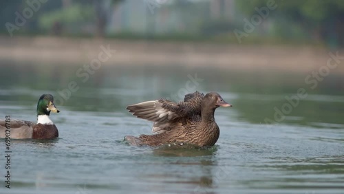 ducks in the lake