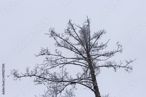 snow covered tree branches during winter