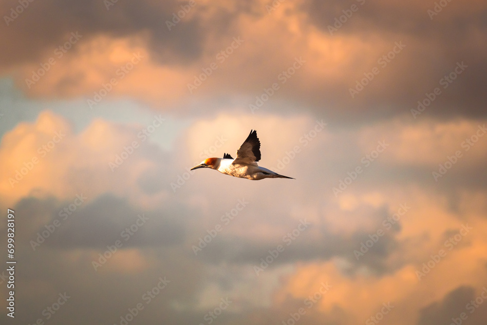 Obraz premium Gannet