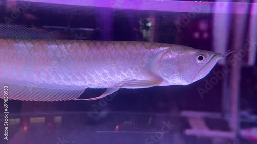 Asian Arowana, Dragonfish ,(Scleropages formosus), in a freshwater fish tank. photo