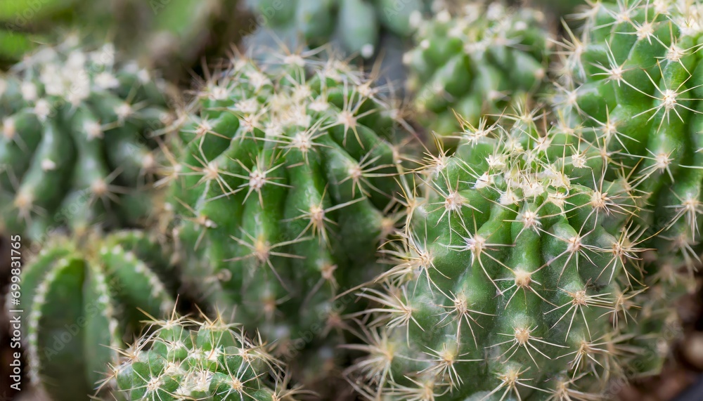 Macro photography of a green cactus with sharp spines, outdoors Macro photography of a green cactus with sharp spines, outdoors