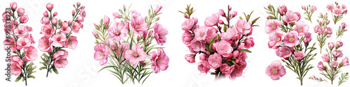 pink chamelaucium flowers and buds Hyperrealistic Highly Detailed Isolated On Transparent Background Png File