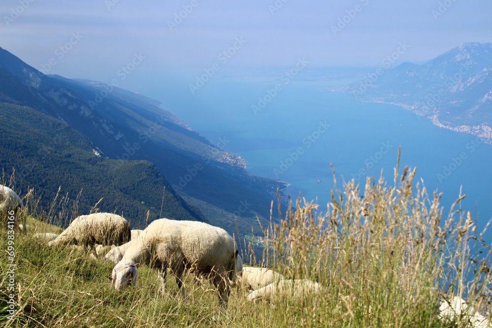 Fototapeta premium Lake garda, landscape with sheep