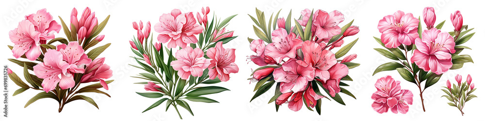 Pink oleander flowers and leaves Hyperrealistic Highly Detailed Isolated On Transparent Background Png File