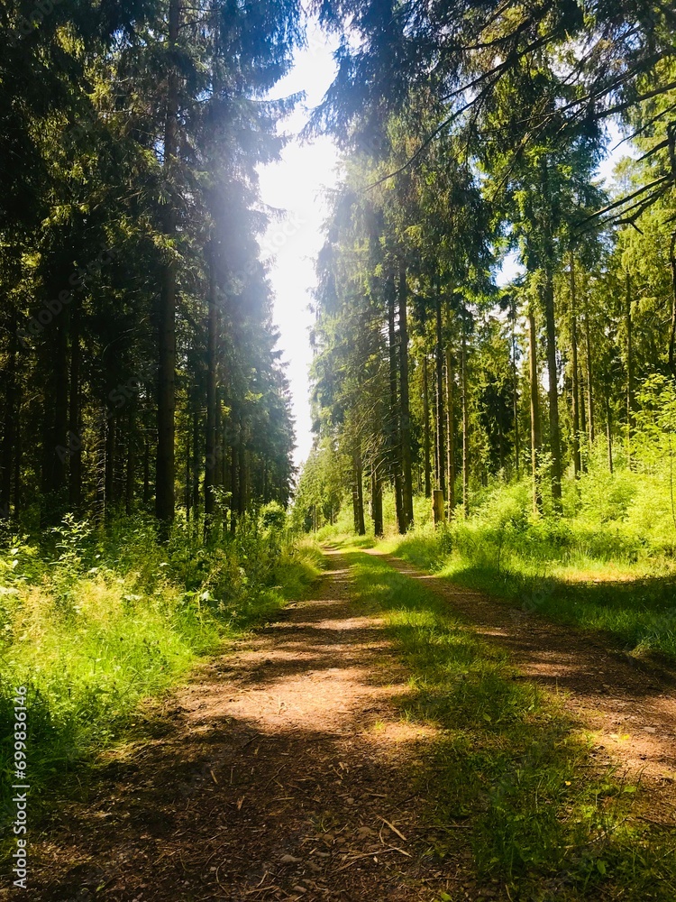 Obraz premium road in the forest