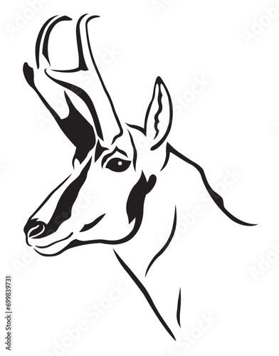 Pronghorn Antelope Buck