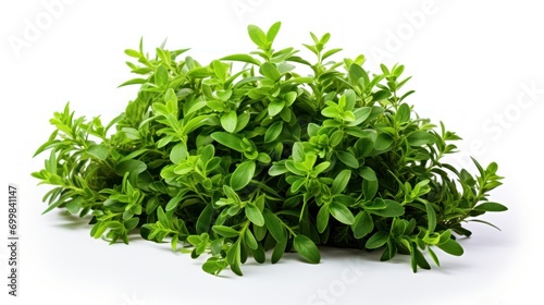  a bush of green leaves on a white background with a clipping path to the top of the bush to the bottom of the bush.