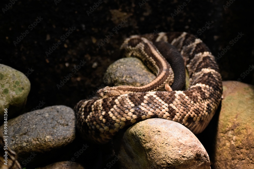 Obraz premium Snake - culebras