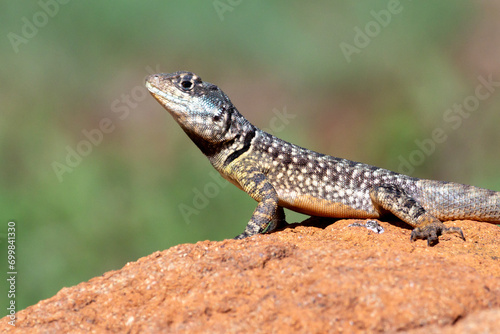 Lizard typical of the Brazilian Biome Cerrado also know as Calango or Largatixa. Species Tropiduros oreadicus. Animal world. Nature.