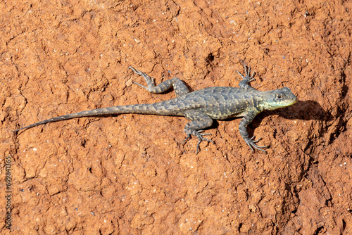 Lizard typical of the Brazilian Biome Cerrado also know as Calango or Largatixa. Species Tropiduros oreadicus. Animal world. Nature.
