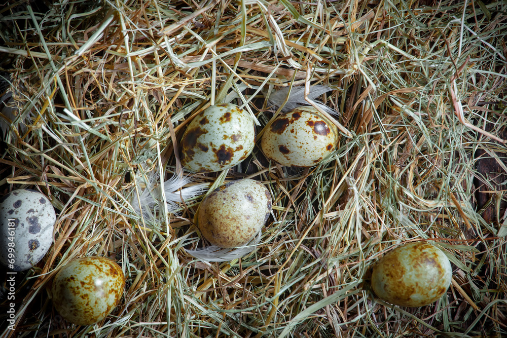 Fresh quail eggs in a nest of dried grass blades. A tasty ingredient for preparing any healthy food. Fresh quail eggs in a nest of dried grass blades. A tasty ingredient for preparing any healthy food.