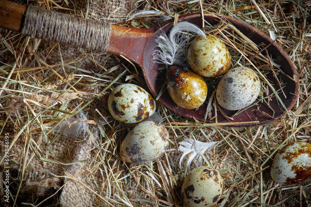 Obraz premium Fresh quail eggs in a nest of dried grass blades. A tasty ingredient for preparing any healthy food.