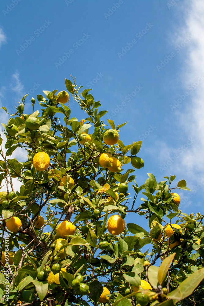 Ripe lemons on a tree against the sky. Sunny day on the farm