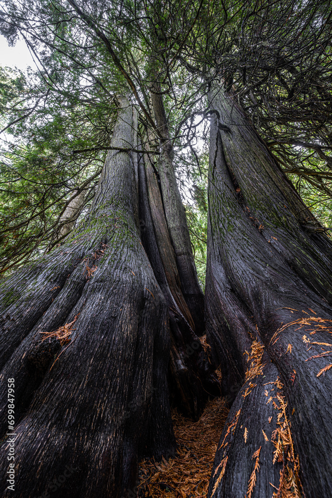 Old Cedar Groove on Moscow Mountain, Idaho Old Cedar Groove on Moscow Mountain, Idaho