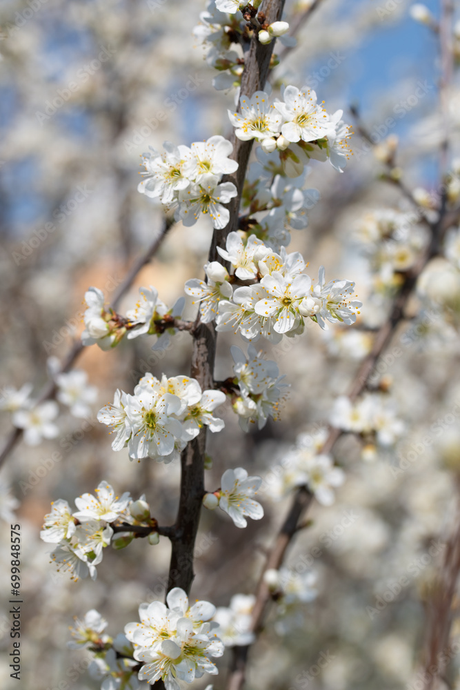 Blühende Wilde Mirabelle, Prunus cerasifera, im Frühling Blühende Wilde Mirabelle, Prunus cerasifera, im Frühling
