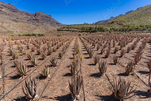 Foto Aloe Vera plantation on the Canary Island of Gran Canaria