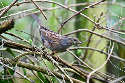 Wild birds in the garden