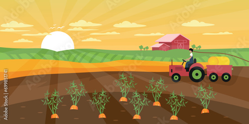 Growing carrots and farmer with tractor at farm