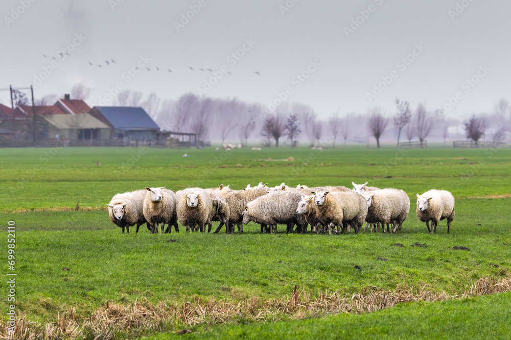 Fototapeta premium A flock of sheep during a violent storm with heavy rain and their butts against the wind in a beautiful green polder landscape in the Groene Hart in the Dutch province of South Holland