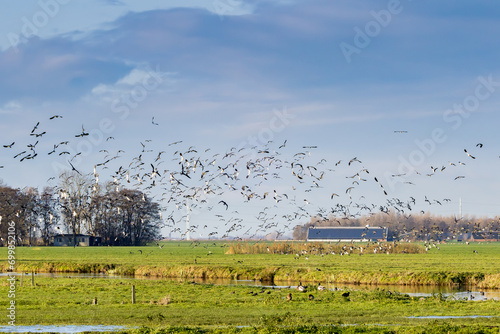 Sunny polder landscape Zaanse Rietveld near the Dutch city of Alphen aan den Rijn with blue sky and veil clouds with large flocks of migratory Lapwings, Vanellus vanellus, for autumn migration photo