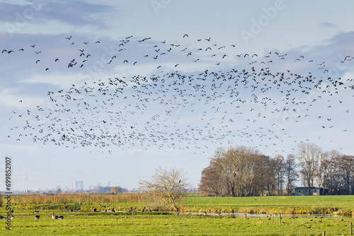 Sunny polder landscape Zaanse Rietveld near the Dutch city of Alphen aan den Rijn with blue sky and veil clouds with large flocks of migratory Lapwings, Vanellus vanellus, for autumn migration photo