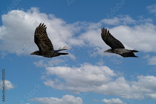 Close up of two flying adult Ravens, Corvus corax, above the stream valley of the Rolder Diep in the Dutch province of Drenthe against a background of blue sky with cumulus clouds © photodigitaal.nl